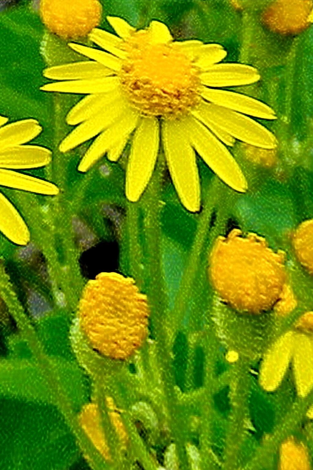 Packera paupercula flower