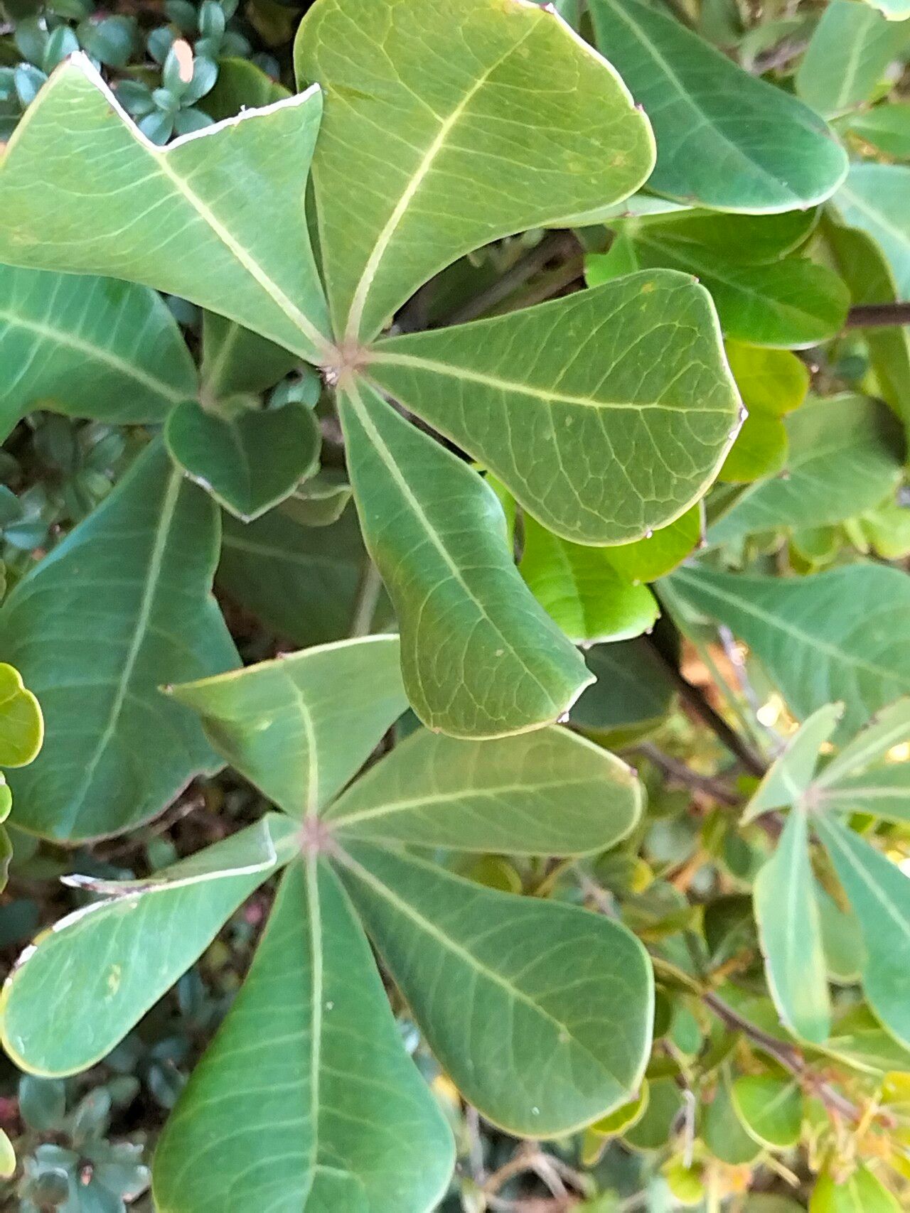 Cussonia thyrsiflora — search result for 'Araliaceae'