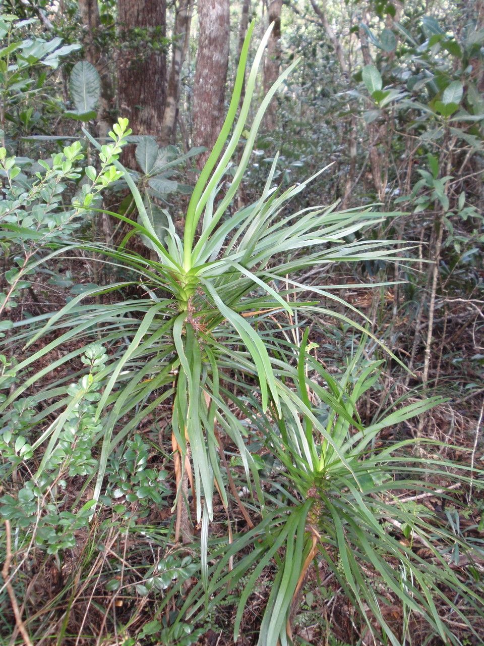 Lomandra insularis — related species from the same genus