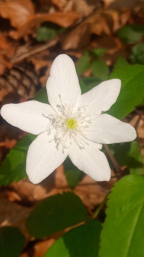 Anemone lancifolia — search result for 'Anemone'
