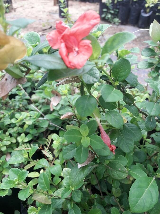 Barleria repens leaf