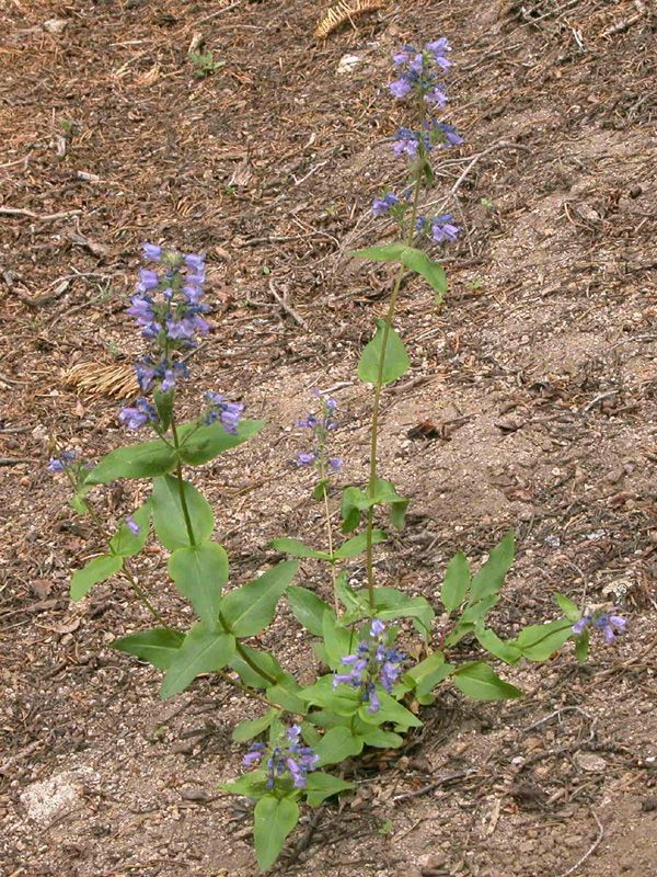 Penstemon anguineus habit