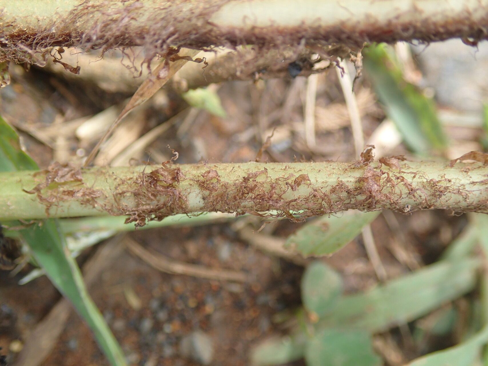 Dryopteris athamantica — search result for 'Dryopteris'