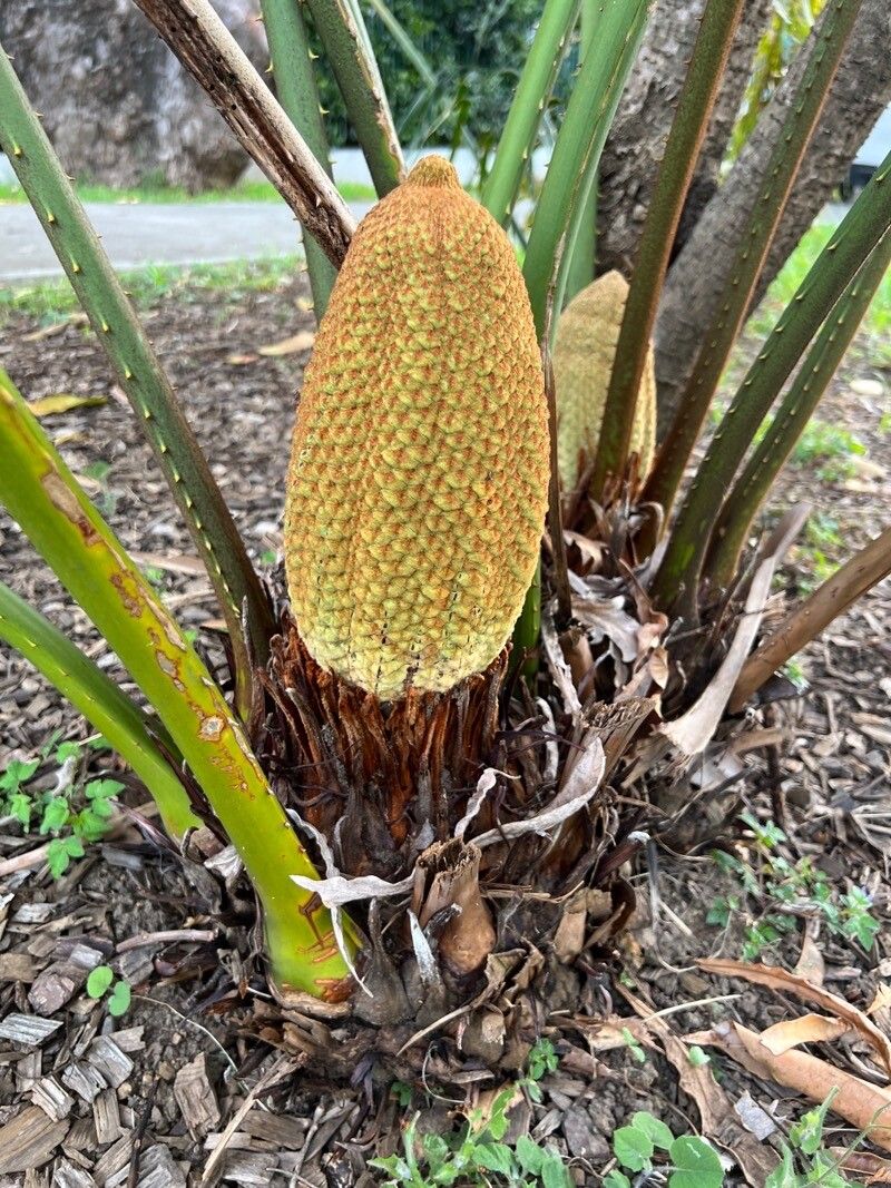 Cycas debaoensis flower