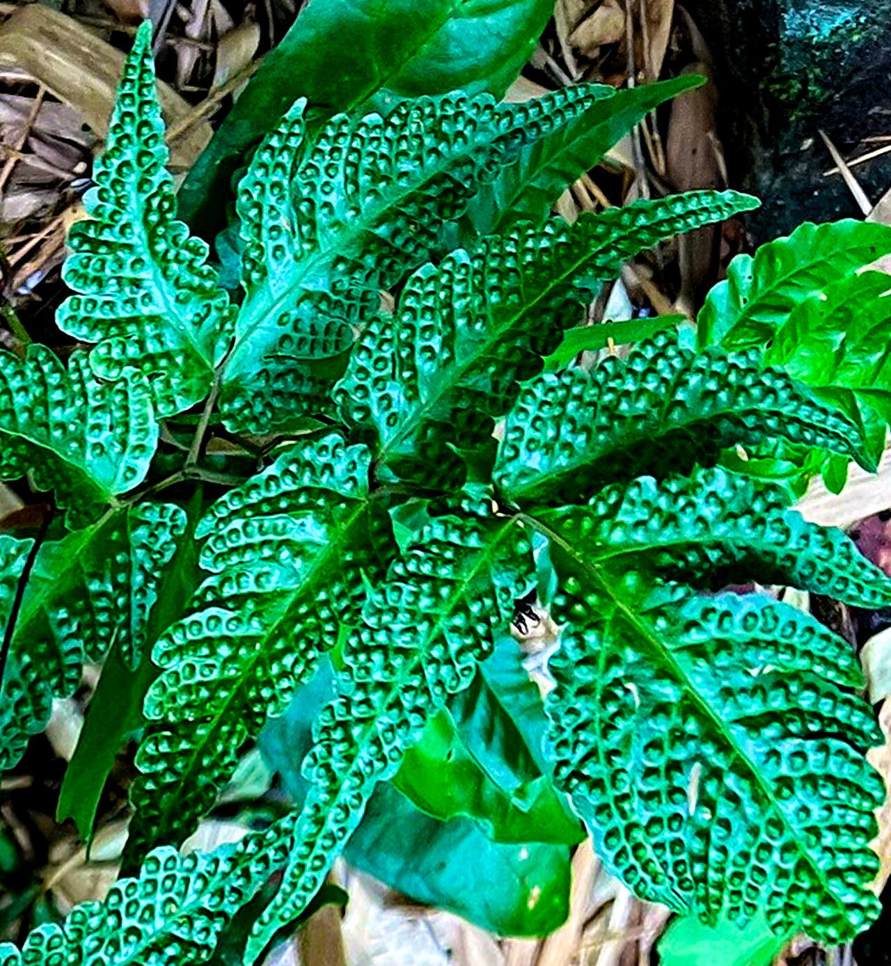 Tectaria impressa — houseplant care guide