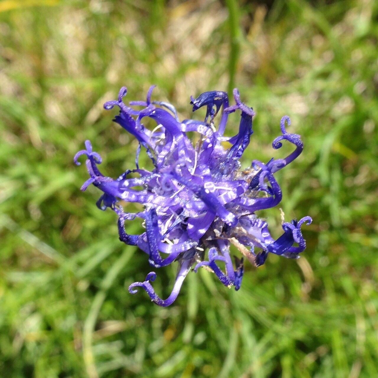 Phyteuma orbiculare flower