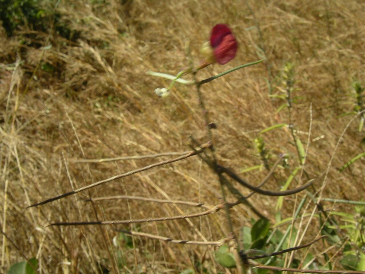 Macroptilium lathyroides fruit