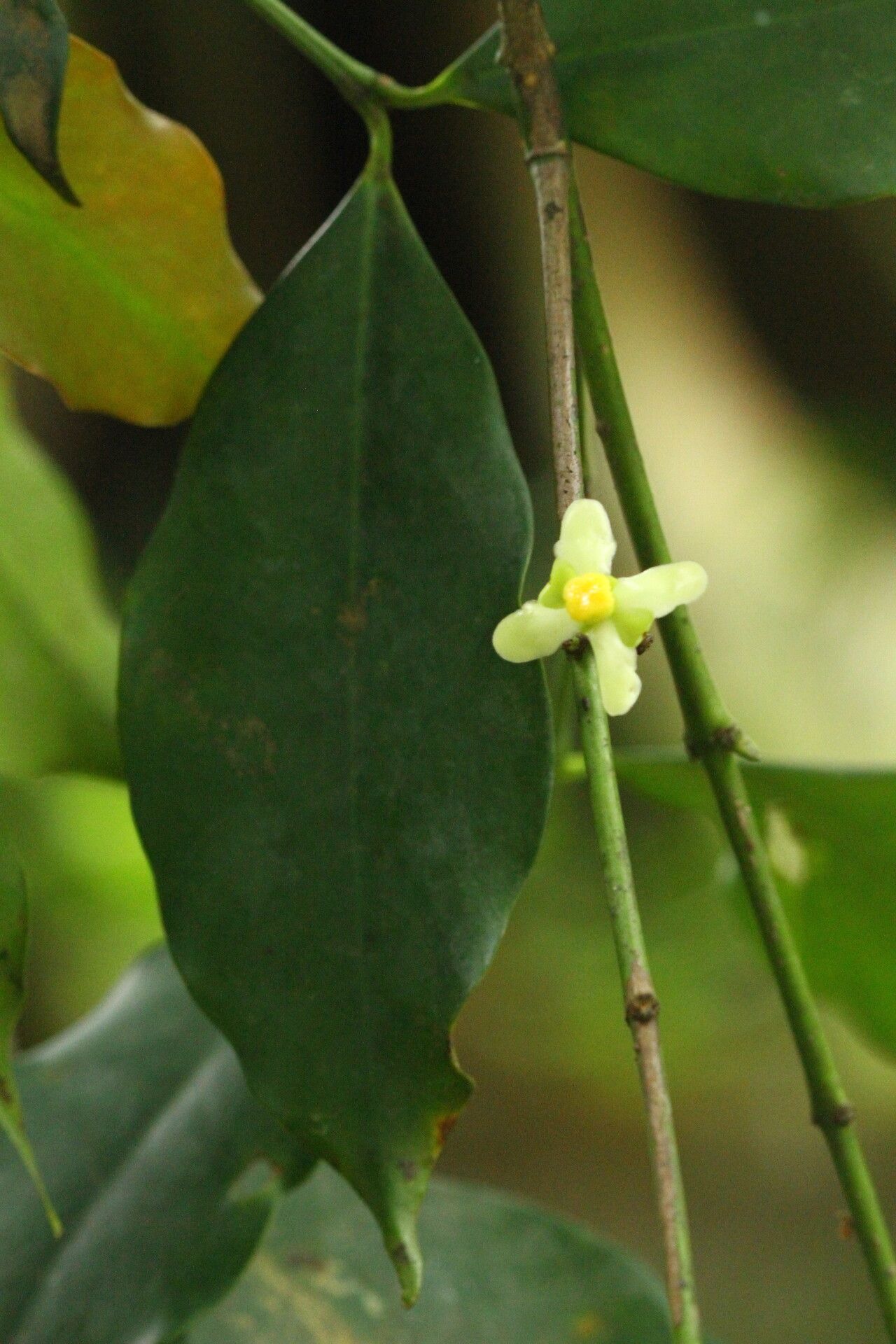 Garcinia punctata flower