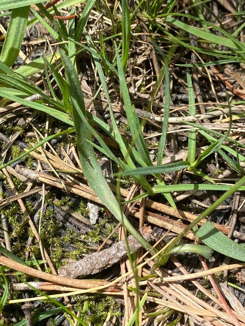 Ranunculus angustifolius leaf