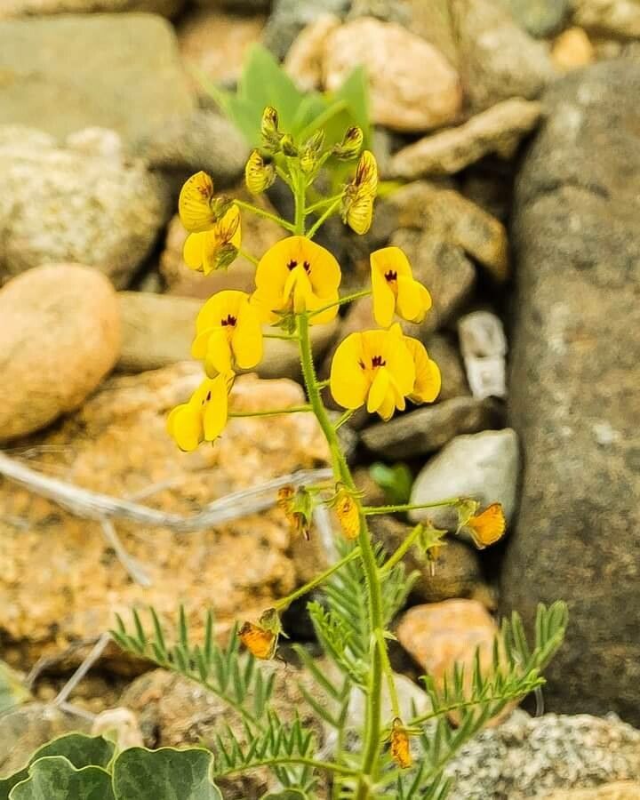 Adesmia tenella — houseplant care guide