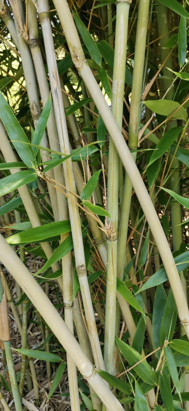 Bashania fargesii bark