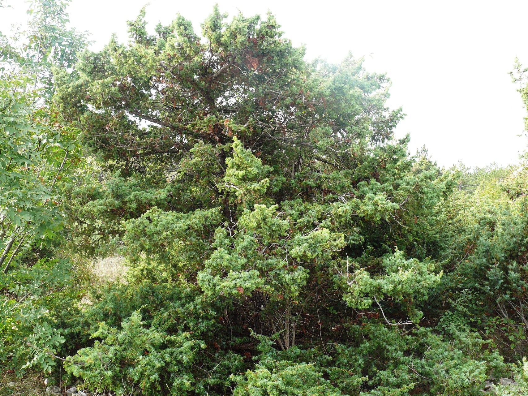 Juniperus deltoides habit