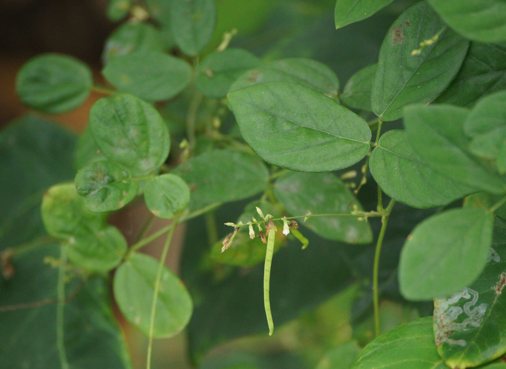 Teramnus labialis fruit