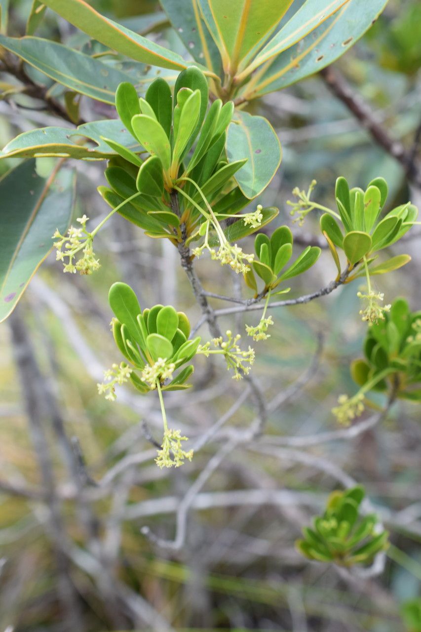 Elaeodendron bupleuroides habit