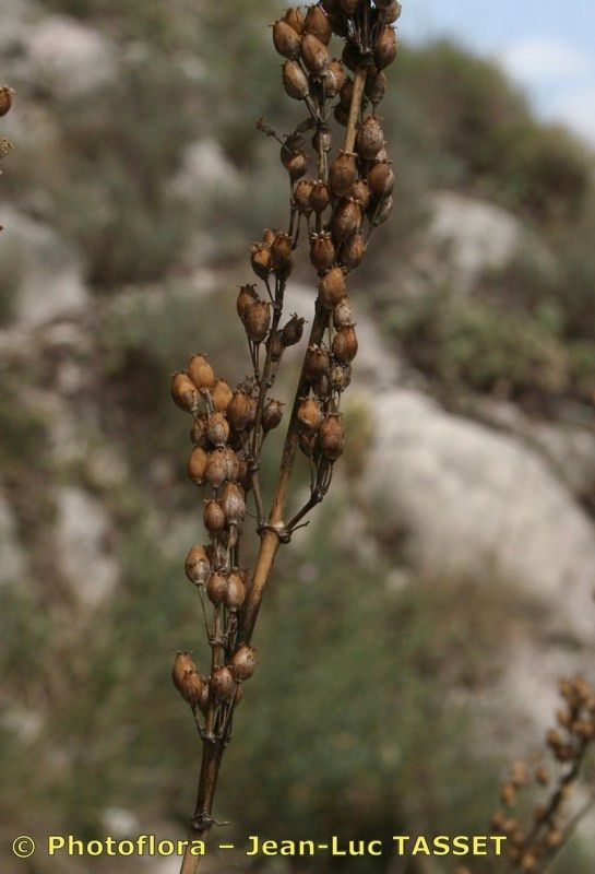 Silene colpophylla — houseplant care guide