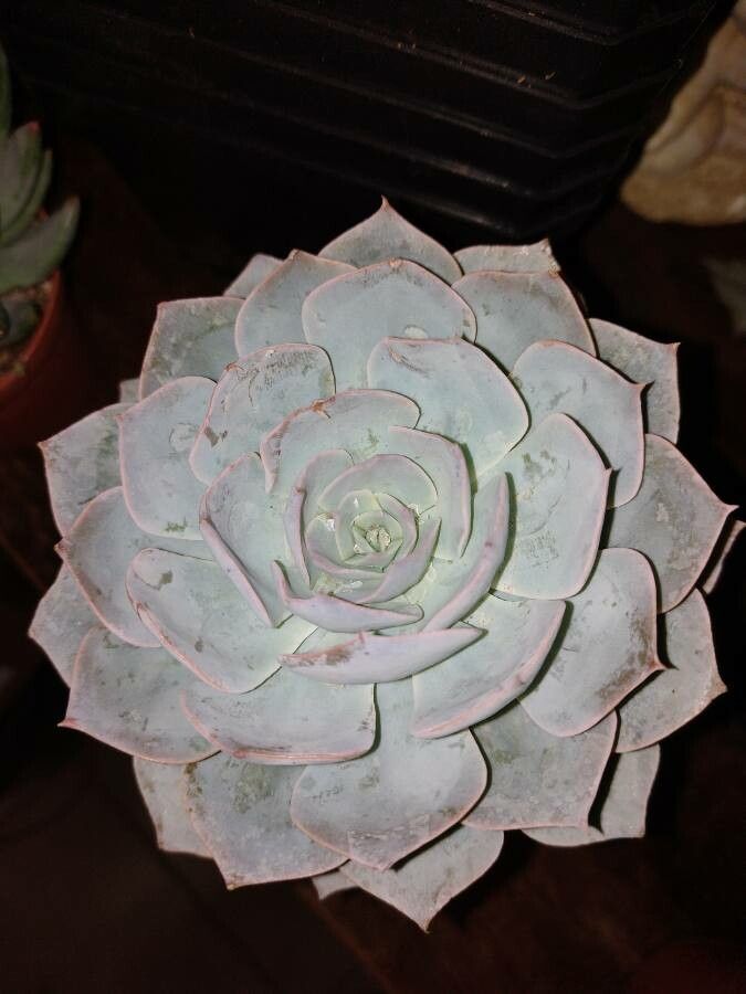 Echeveria peacockii leaf