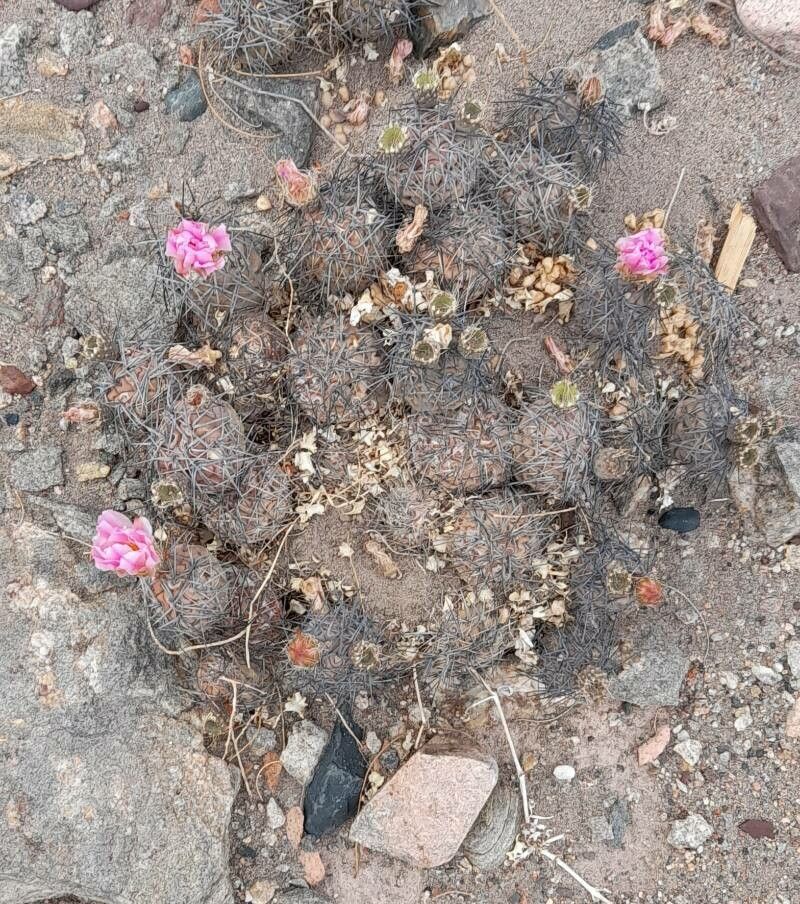 Tephrocactus alexanderi habit