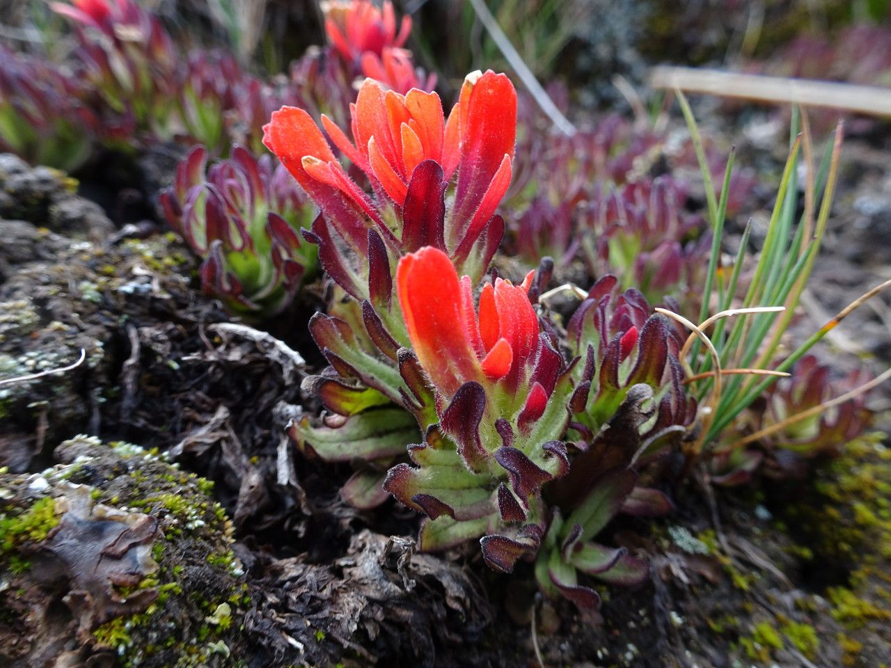 Castilleja toluccensis flower