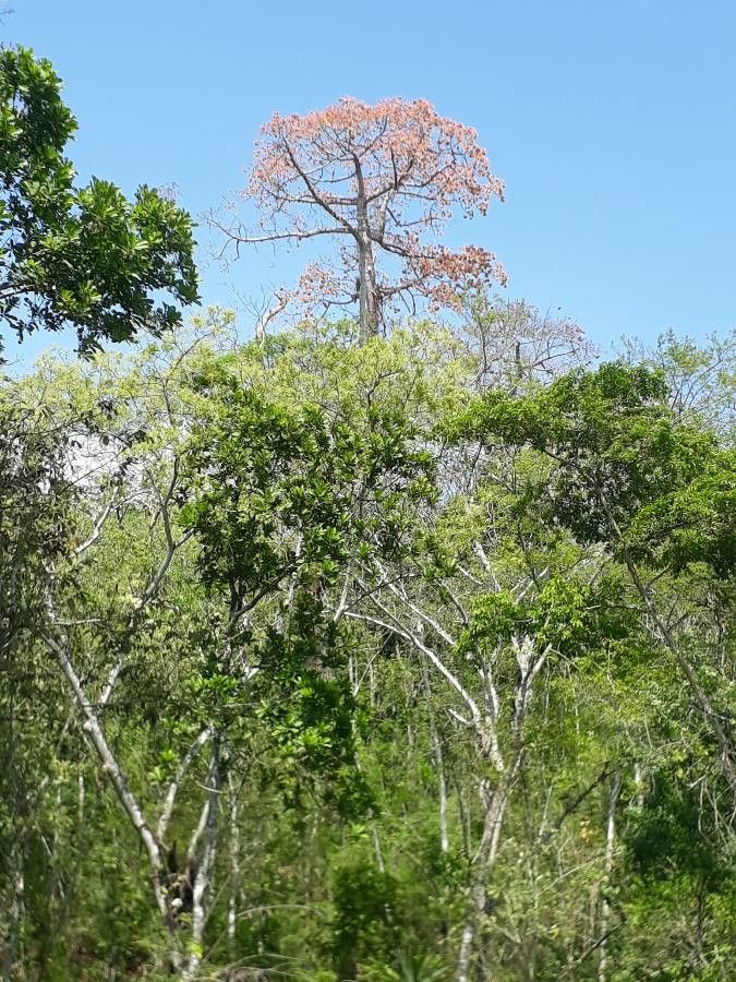 Cavanillesia platanifolia flower