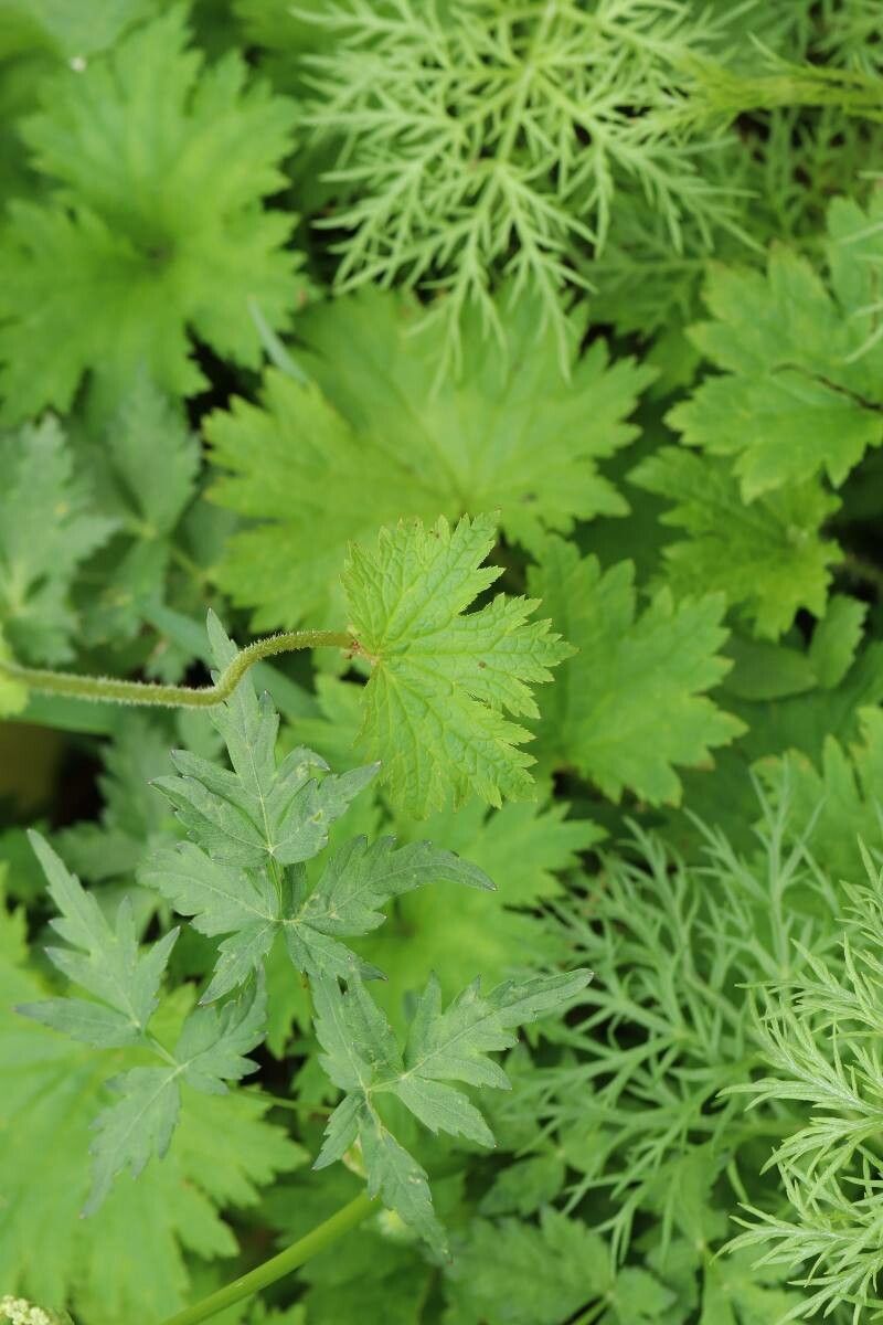 Boykinia lycoctonifolia — related species from the same genus