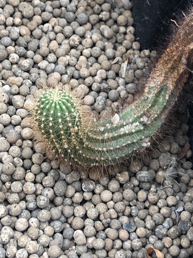 Echinopsis smrziana — search result for 'Echinopsis'