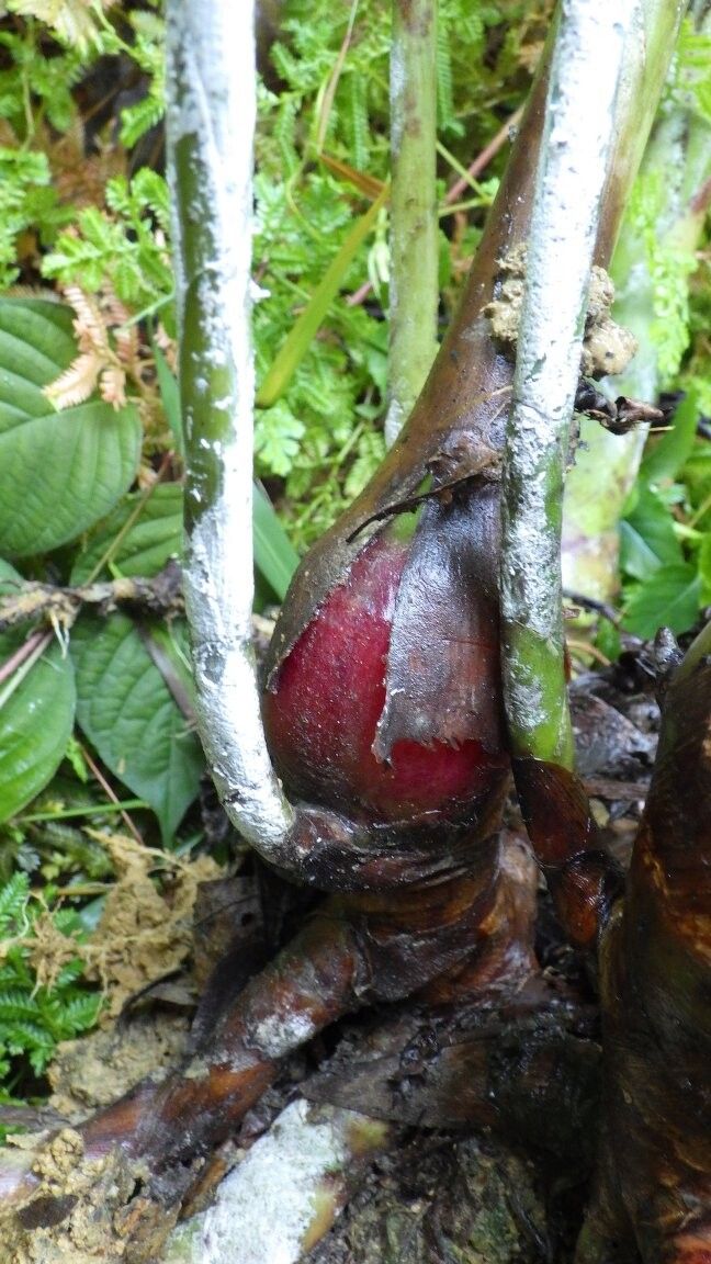 Aframomum letestuanum — houseplant care guide