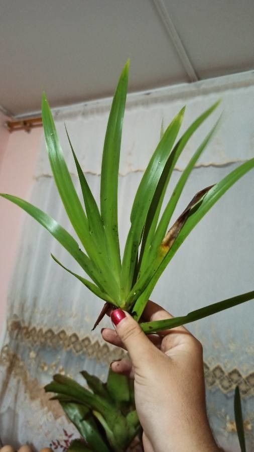 Neomarica candida leaf