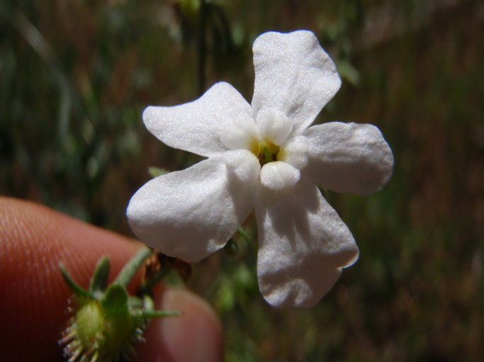 Hackelia bella flower