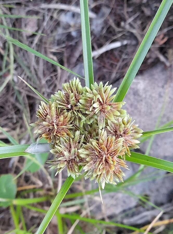 Cyperus reflexus — search result for 'Cyperus'
