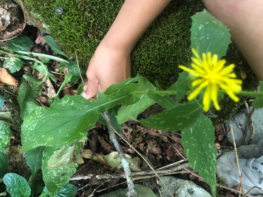 Crepis pyrenaica leaf
