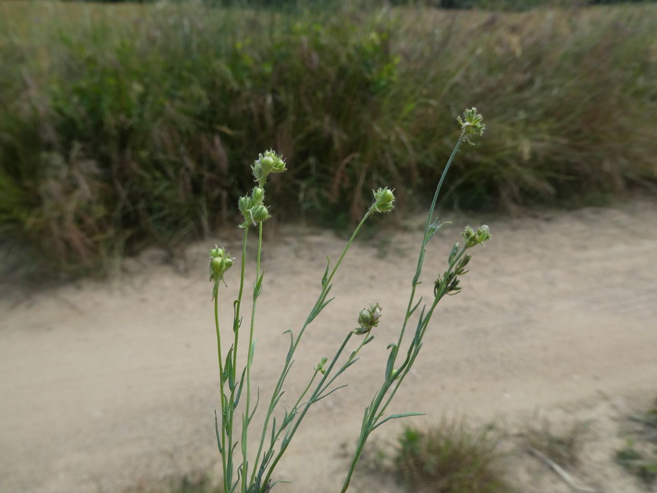 Linaria arvensis fruit