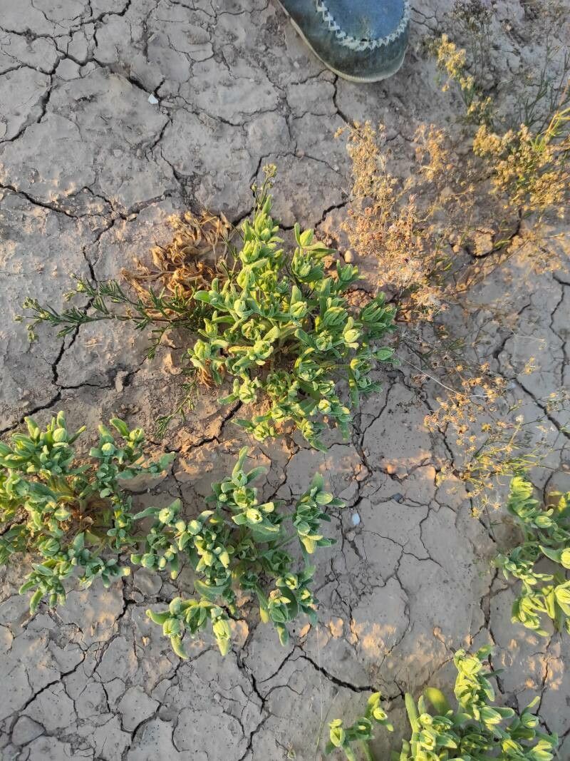 Aizoanthemum hispanicum leaf