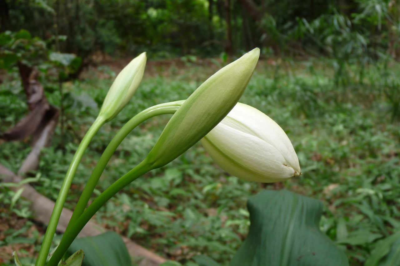 Crinum latifolium fruit