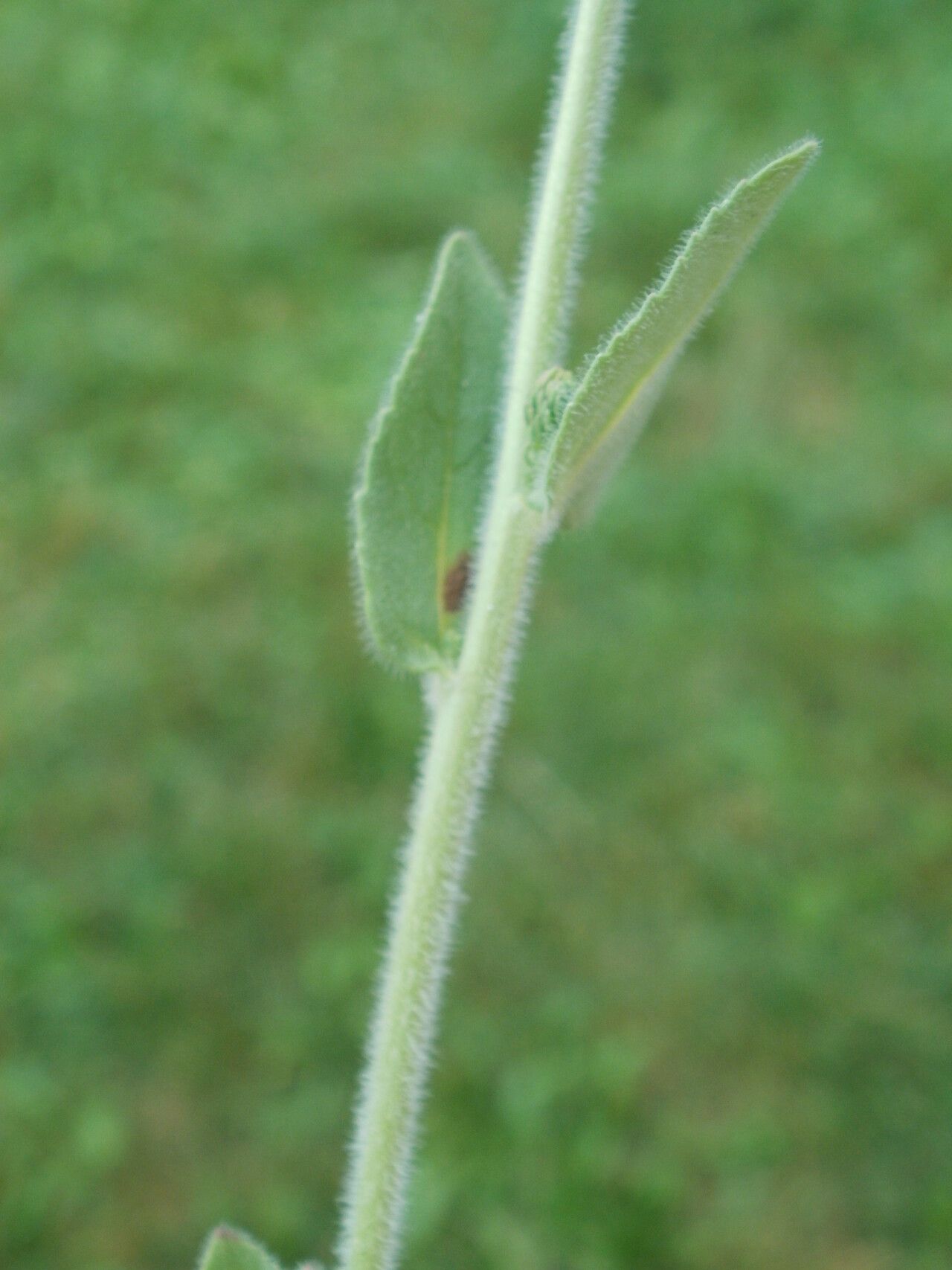 Veronica spuria bark