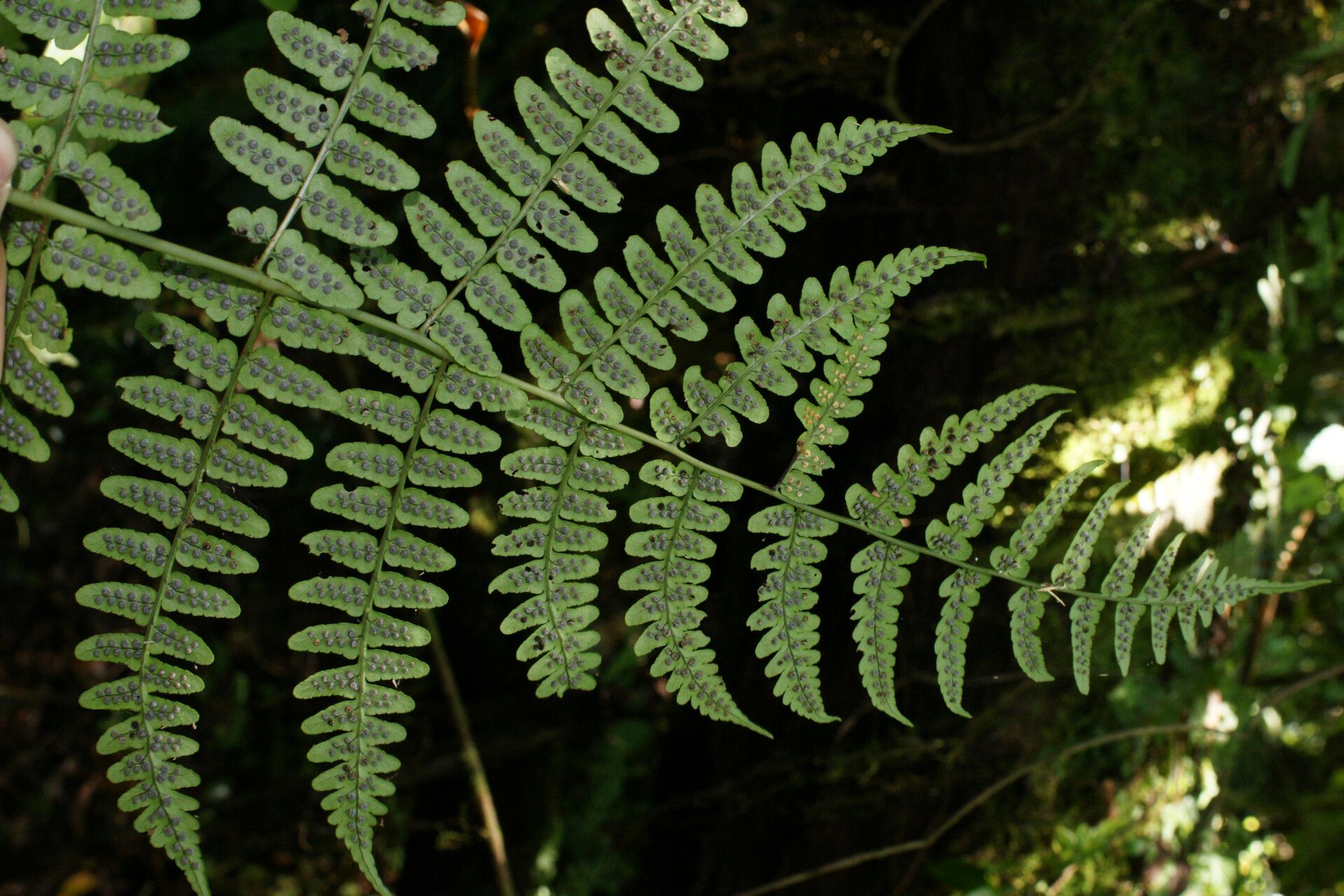Dryopteris mangindranensis — houseplant care guide