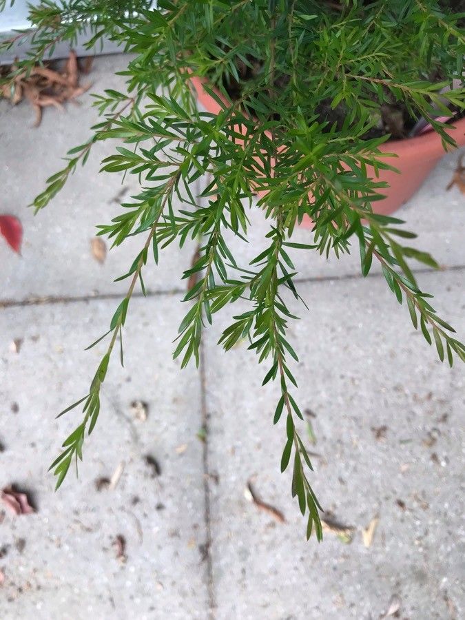 Kunzea ambigua — search result for 'Myrtaceae'