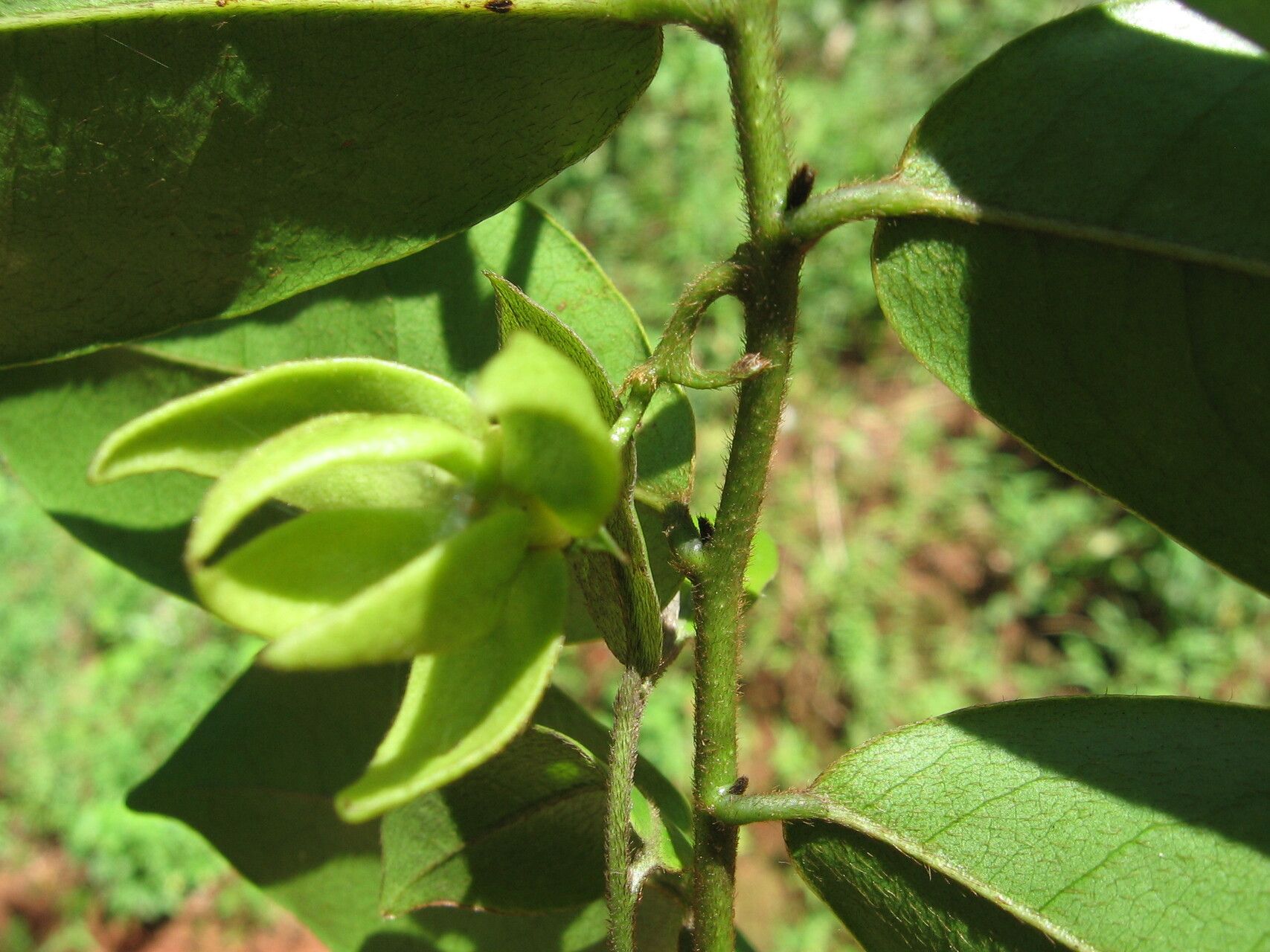 Artabotrys modestus other