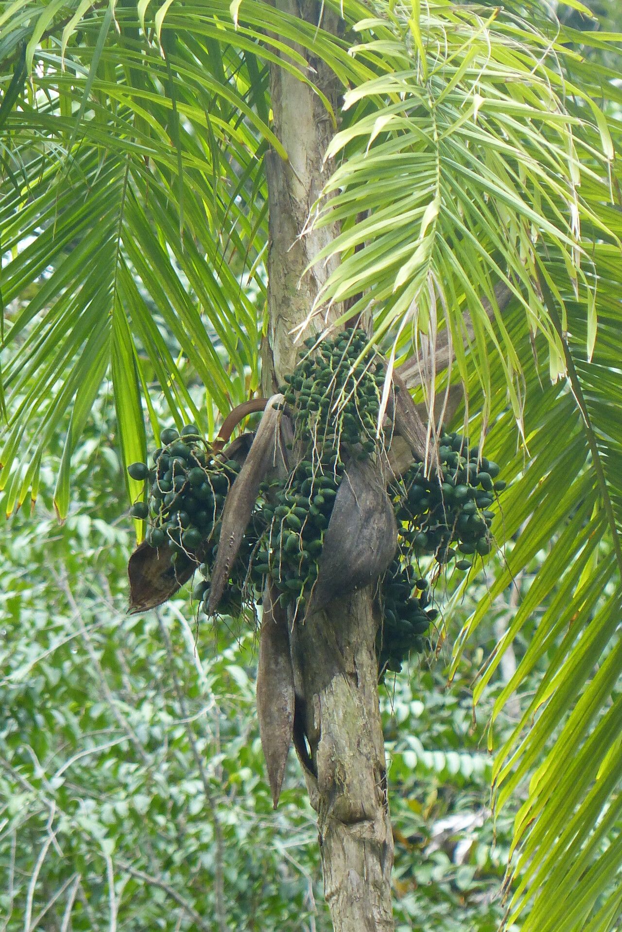 Syagrus stratincola fruit