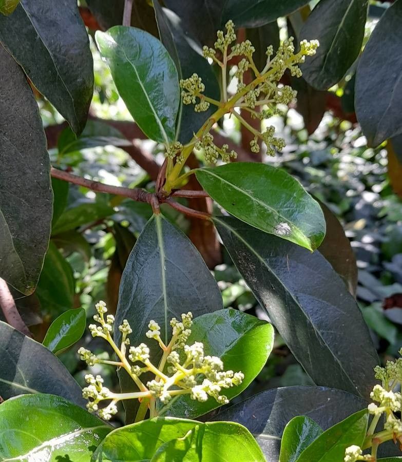 Viburnum henryi flower