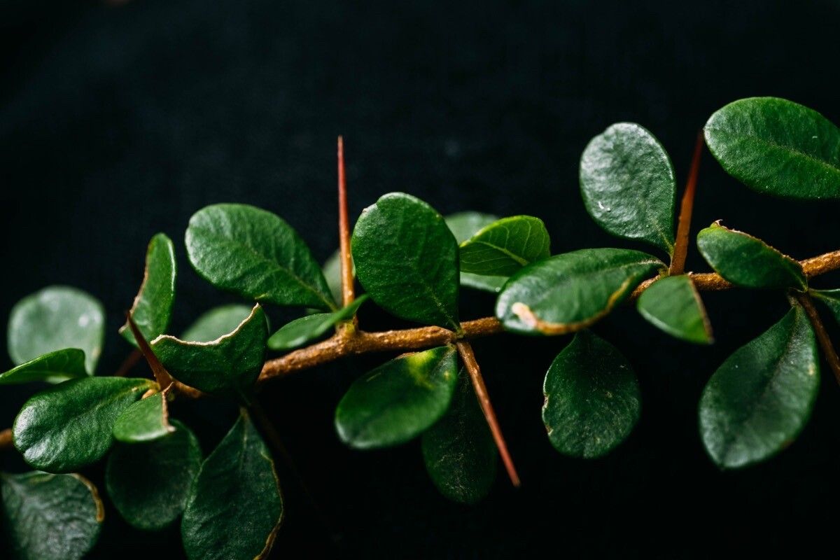 Bursaria spinosa leaf