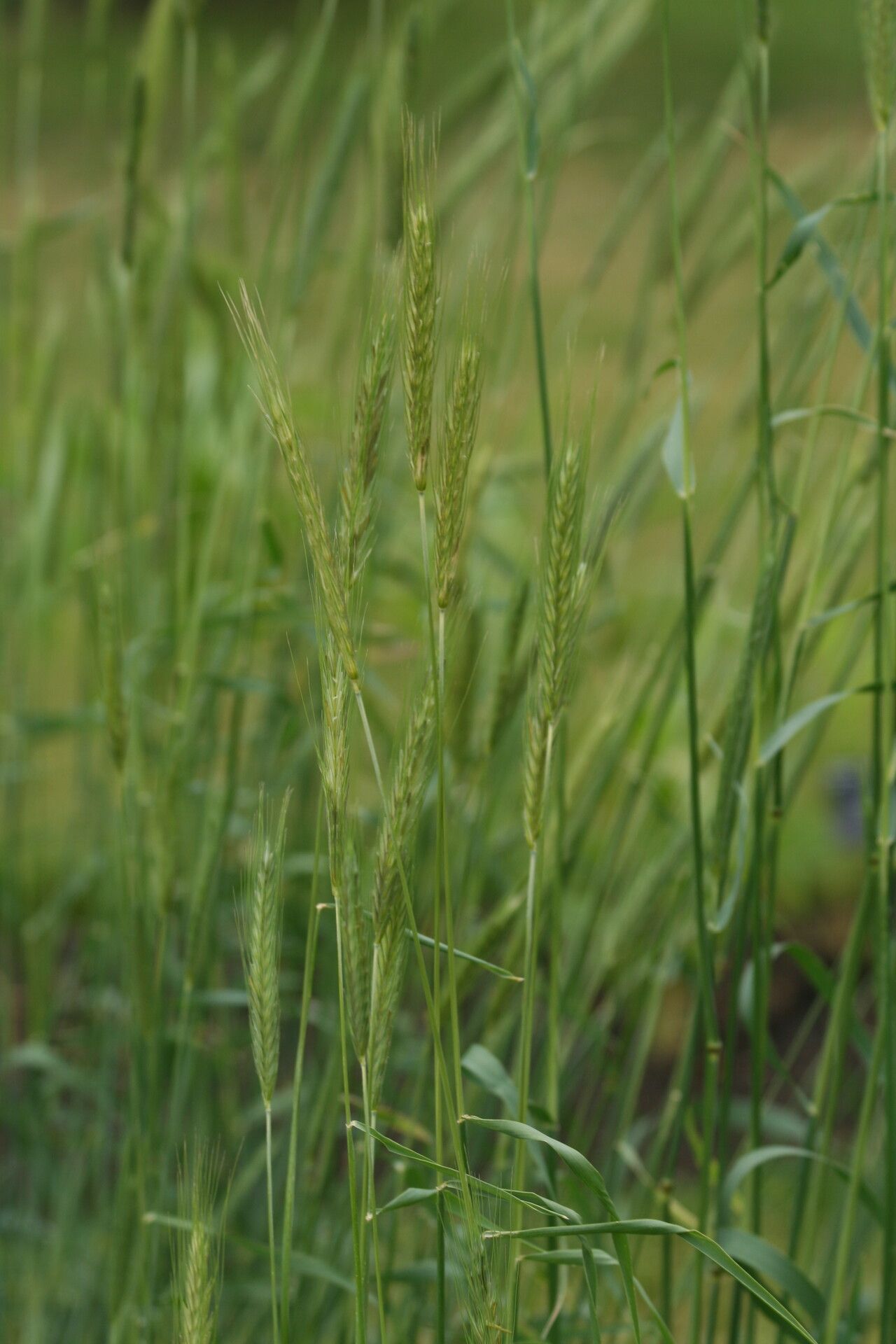Secale montanum flower