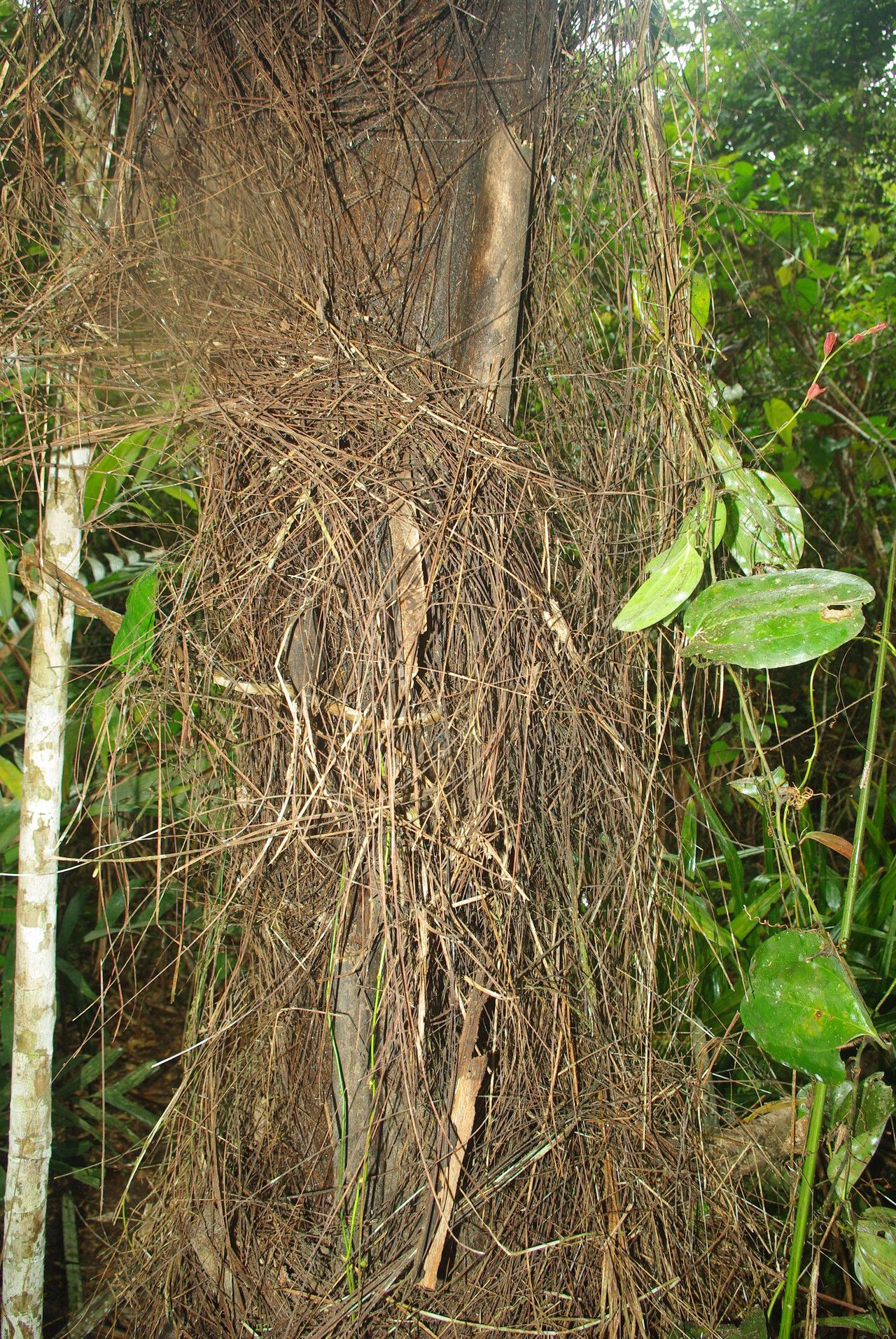 Raphia textilis habit