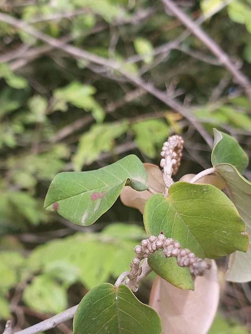 Croton catatii flower
