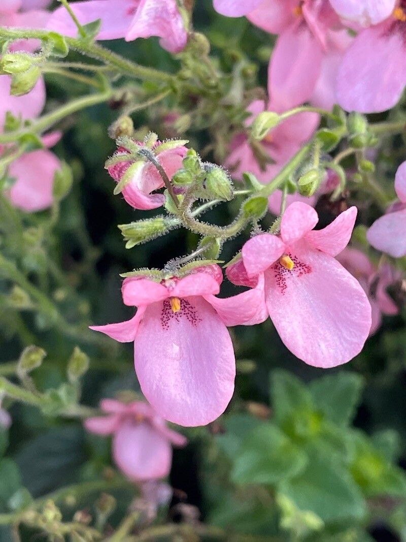 Diascia vigilis flower