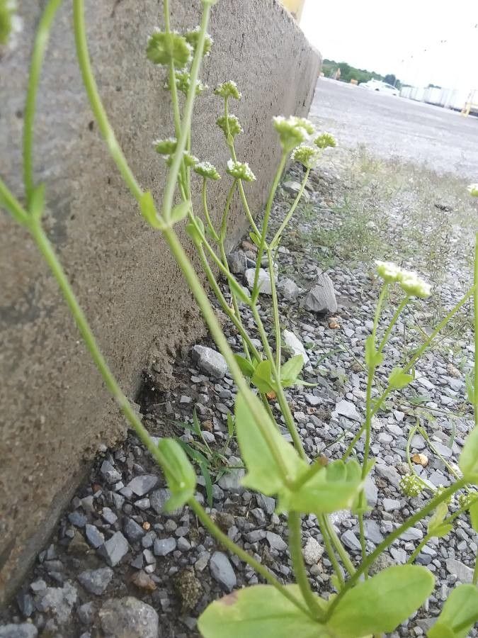 Valeriana woodsiana bark