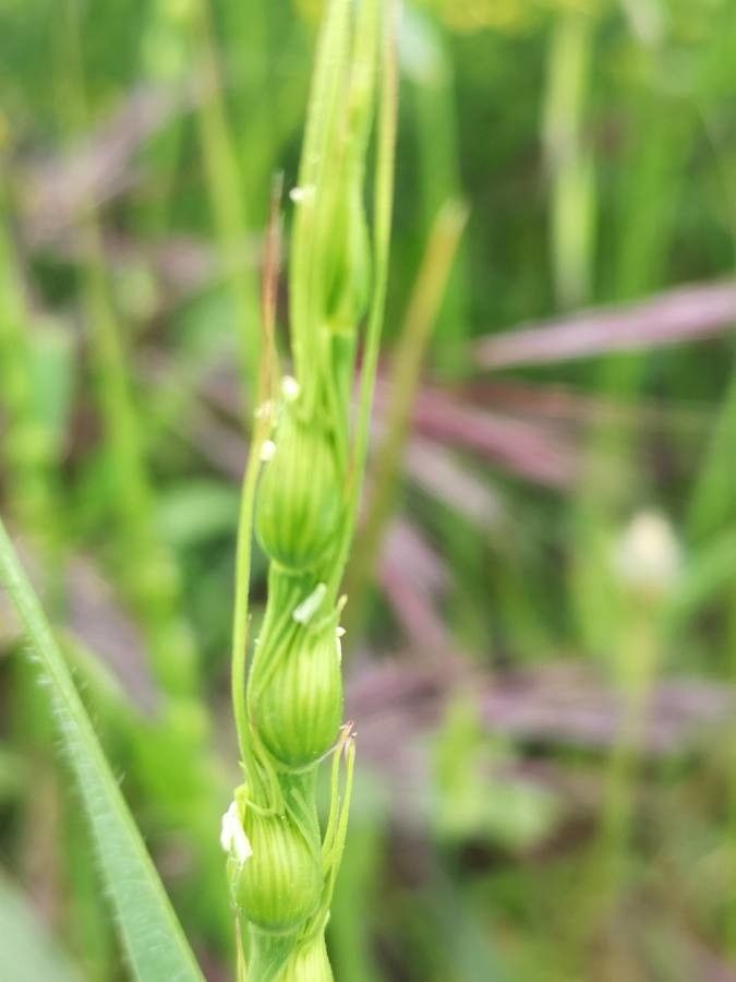 Aegilops cylindrica fruit