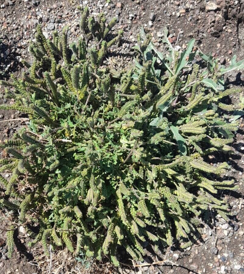 Phacelia sinuata — houseplant care guide