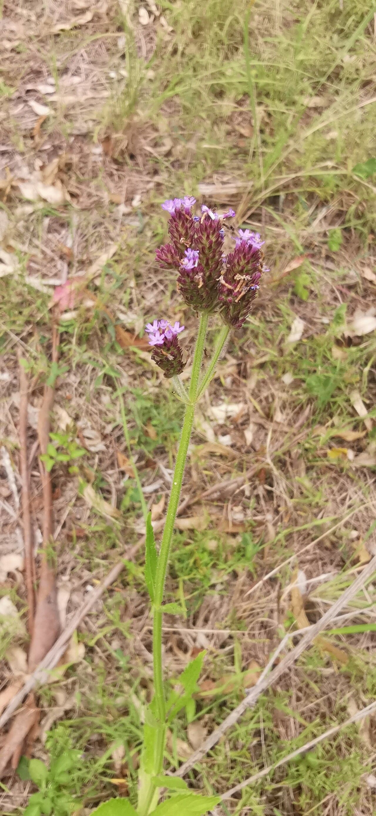 Verbena incompta flower