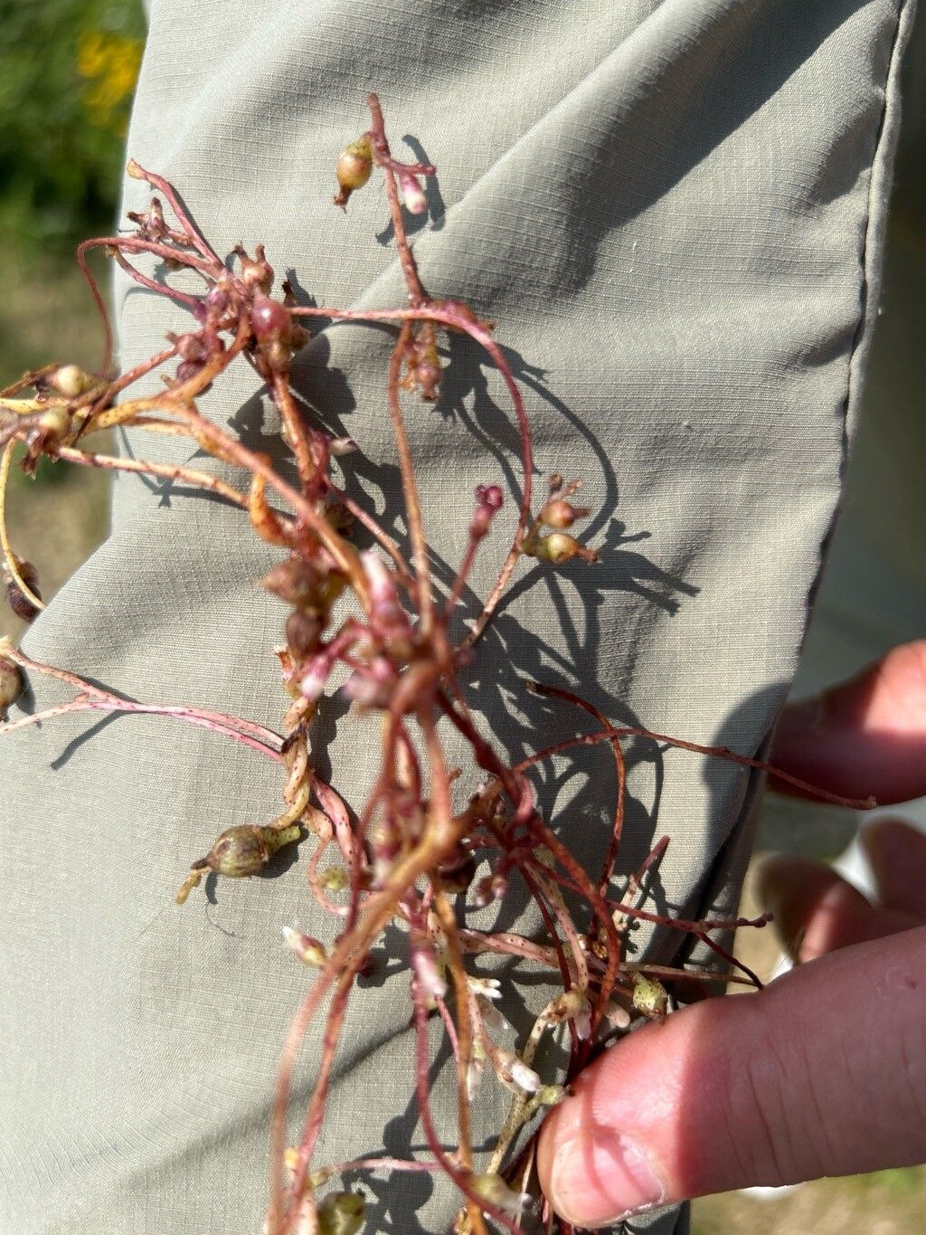 Cuscuta lupuliformis flower