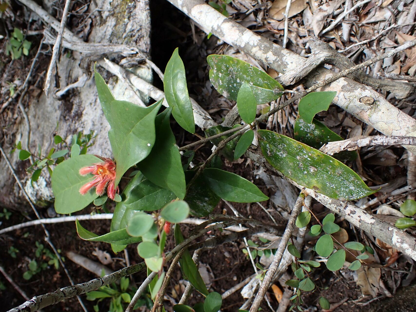 Vitex grandidiana habit